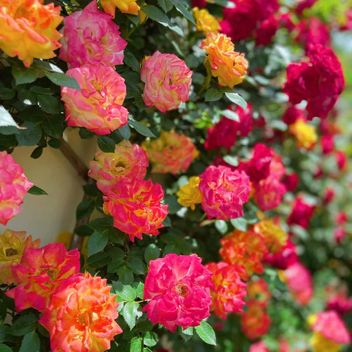 Trandafir Urcator "Summer Blossom", la ghiveci