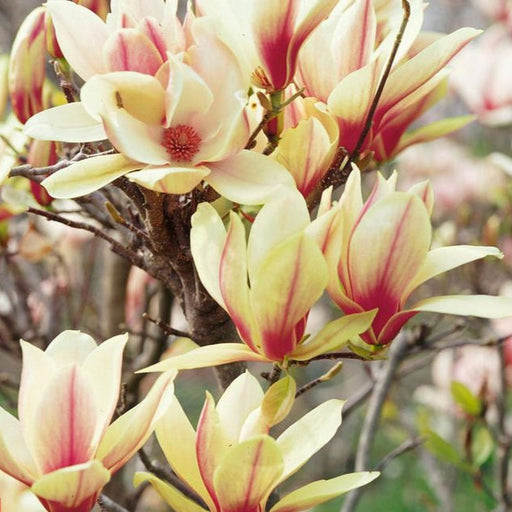 Magnolia "Sunsation", la ghiveci de 2L