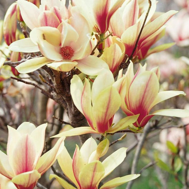Magnolia "Sunsation", la ghiveci de 2L