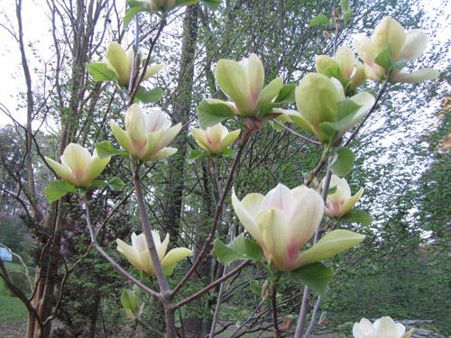 Magnolia "Sunsation", la ghiveci de 2L