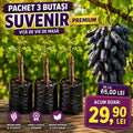 Pachet 3 Butași Viță de Vie Suvenir Premium
