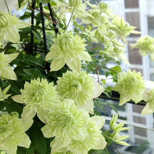 Clematis "Sweet Sage" la ghiveci, 1 Bucata, 120 cm