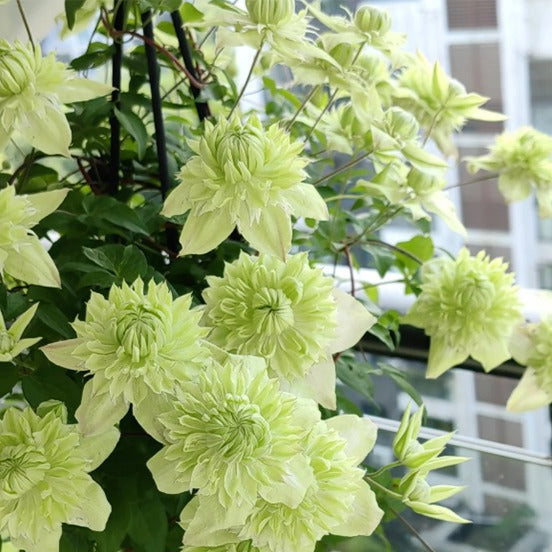 Clematis "Sweet Sage" la ghiveci, 1 Bucata, 120 cm