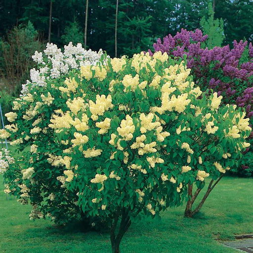 Liliac Galben, "Syringa Vulgaris Yellow"