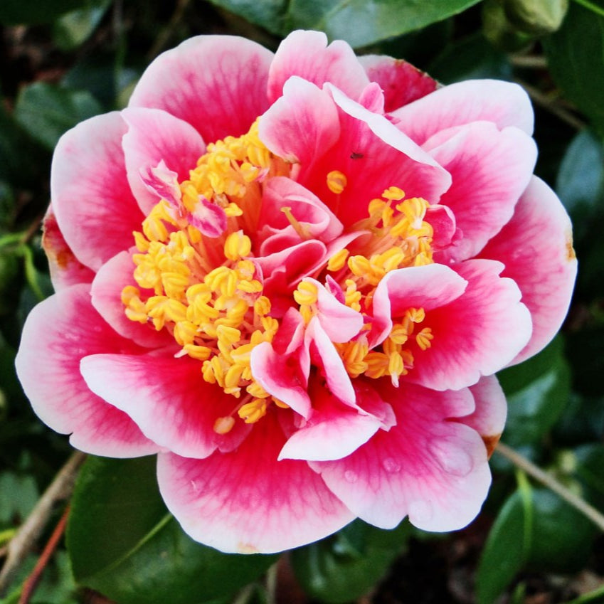 Camellia ''Tama Glitters''