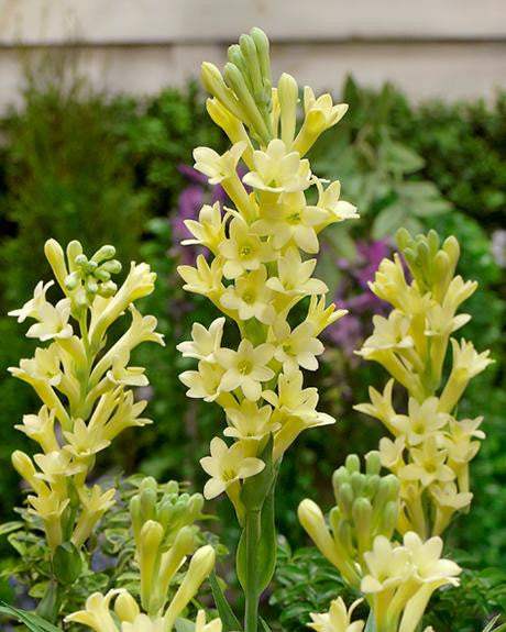 tuberoze-polianthes-yellow-p1 - Pepiniera României