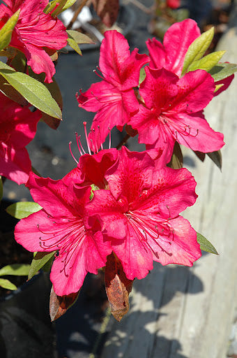 Azalea indica George Arends, la ghiveci