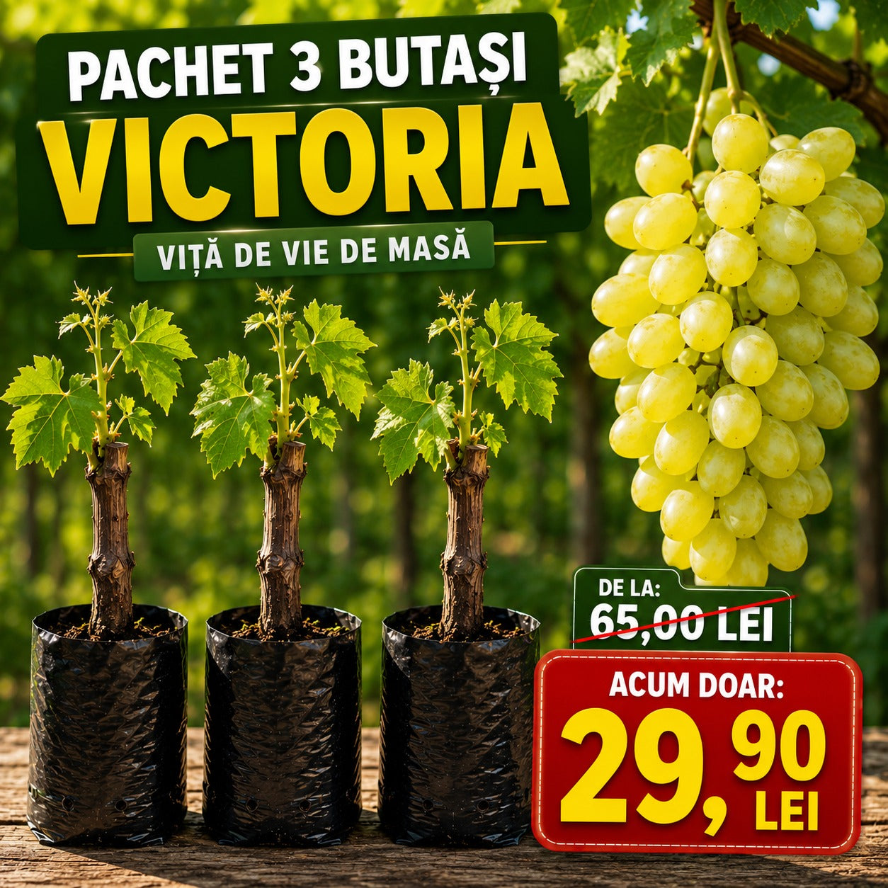 Pachet 3 Butași Viță de Vie Victoria