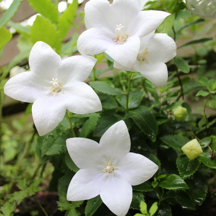 Floarea Balon ''Platycodon Fuji White''