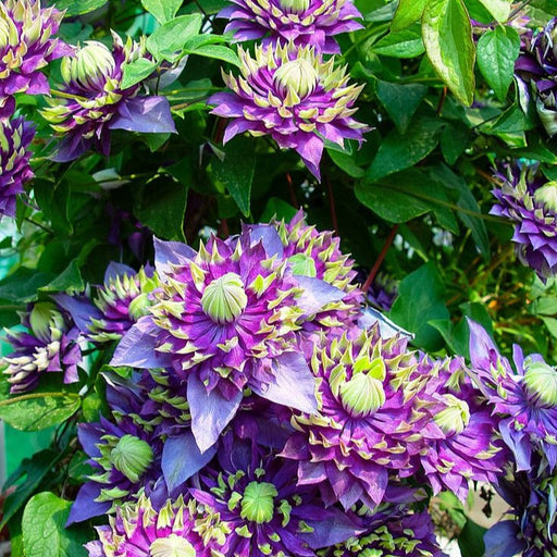 Clematis "Wicked Grin" la ghiveci, 1 bucata, 120 cm