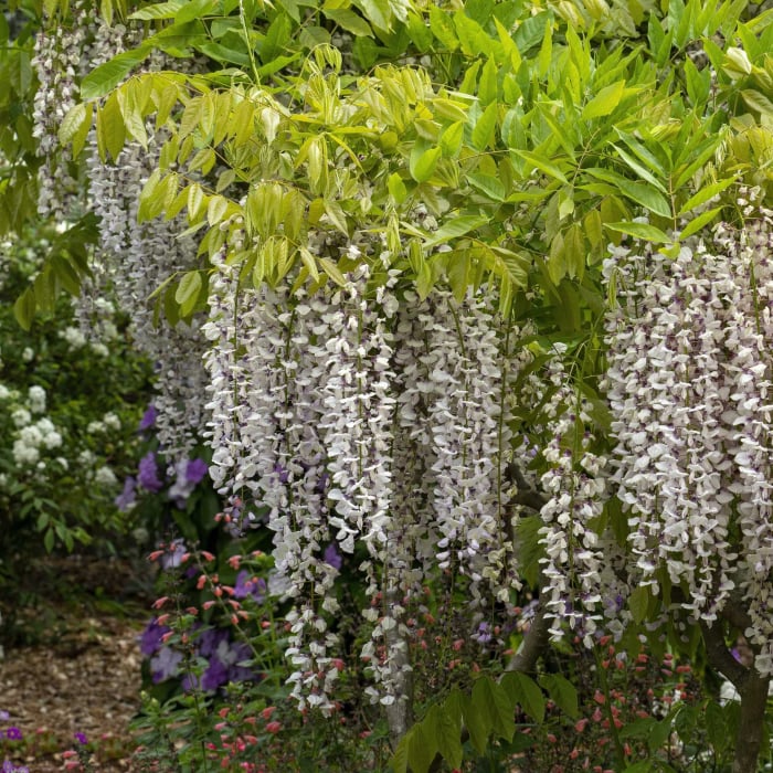 Glicina Wisteria "Serenity", 80-100 cm