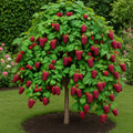 Zmeur Pom Gigant Bordo anul 3